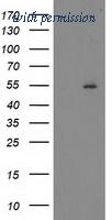 OriGene TA503049S image 1