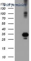 OriGene TA503054S image 1