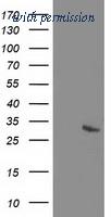 OriGene TA503073S image 1