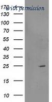 OriGene TA503075AM image 1