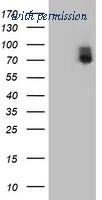 OriGene TA503078S image 1