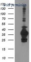 OriGene TA503094S image 1