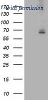 OriGene TA503128S image 1