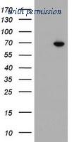OriGene TA503141S image 1