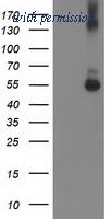 OriGene TA503145S image 1
