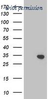 OriGene TA503182S image 1