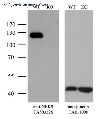 OriGene TA503326S image 1