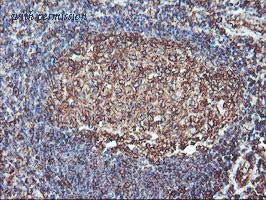 OriGene TA503346S image 1
