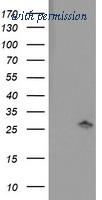 OriGene TA503356S image 1