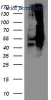OriGene TA503391S image 1