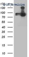 OriGene TA503404S image 1