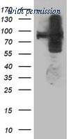 OriGene TA503406S image 1