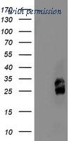 OriGene TA503448S image 1
