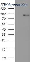 OriGene TA503471S image 1