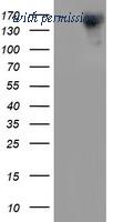 OriGene TA503524AM image 1