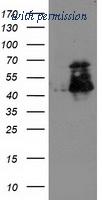 OriGene TA503599S image 1