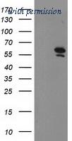 OriGene TA503622BM image 1