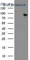 OriGene TA503640S image 1