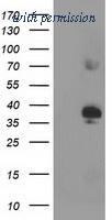 OriGene TA503670S image 1
