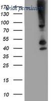 OriGene TA503707S image 1