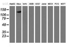 OriGene TA503774BM image 1