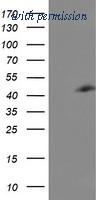 OriGene TA503874S image 1