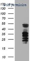OriGene TA503927S image 1