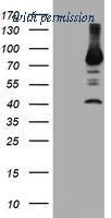 OriGene TA503999S image 1
