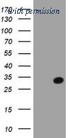 OriGene TA504011S image 1
