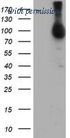 OriGene TA504159S image 1