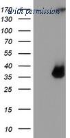 OriGene TA504161S image 1