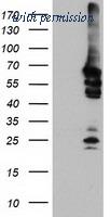 OriGene TA504176S image 1
