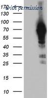 OriGene TA504178S image 1