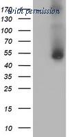 OriGene TA504187S image 1