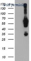 OriGene TA504199S image 1