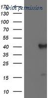 OriGene TA504214S image 1