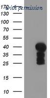 OriGene TA504221S image 1