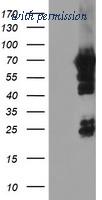 OriGene TA504222S image 1