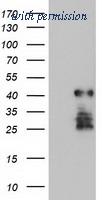 OriGene TA504223S image 1