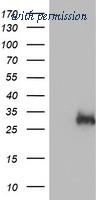 OriGene TA504229S image 1