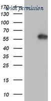 OriGene TA504233S image 1