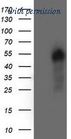 OriGene TA504236S image 1