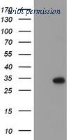 OriGene TA504261S image 1