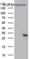OriGene TA504262S image 1