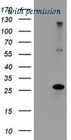 OriGene TA504263S image 1