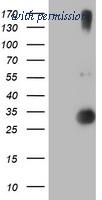 OriGene TA504271S image 1