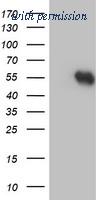 OriGene TA504281S image 1
