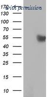 OriGene TA504284S image 1
