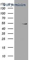 OriGene TA504285S image 1