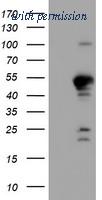 OriGene TA504313S image 1
